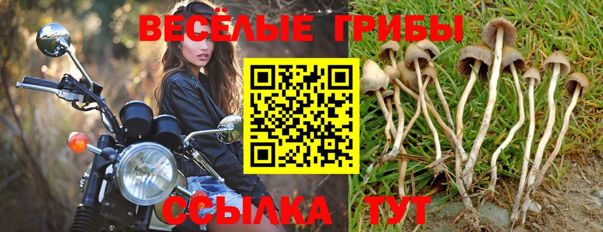 Грозный  Псилоцибиновые грибы MAGIC MUSHROOMS  Вход с VPN 